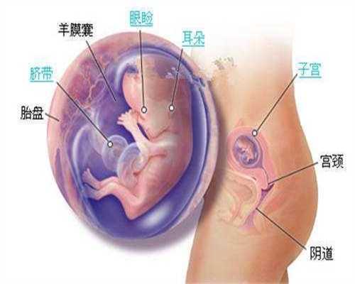 孕晚期肚子硬_传承国际助孕中心