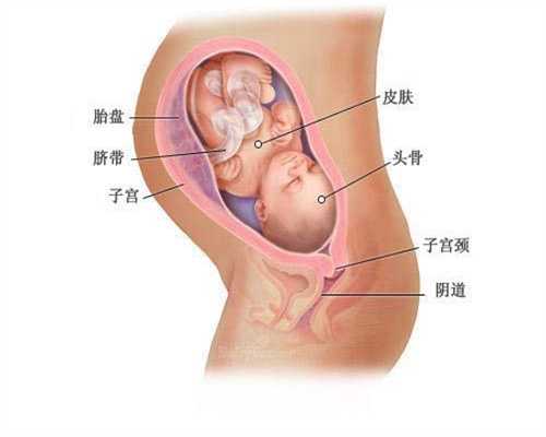代孕胎儿头和脚在子宫里的哪
