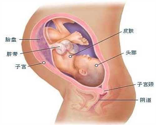 代孕胎儿头和脚在子宫里的哪个位置上海代孕价
