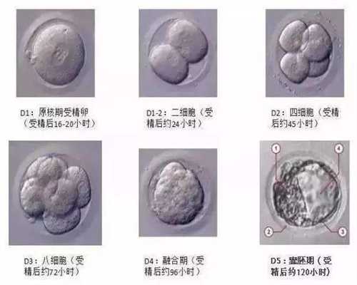 北京武汉捐卵合法吗：助孕期间吃什么丰胸