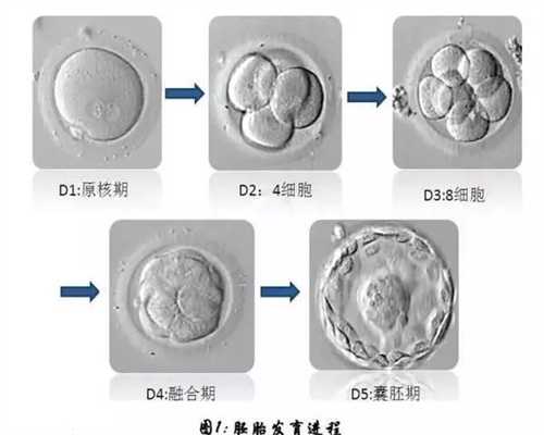广州输卵管比正常人长,广州代孕价格怎么样